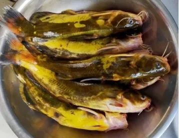 给黄颡鱼搞"黄色"是合法的!