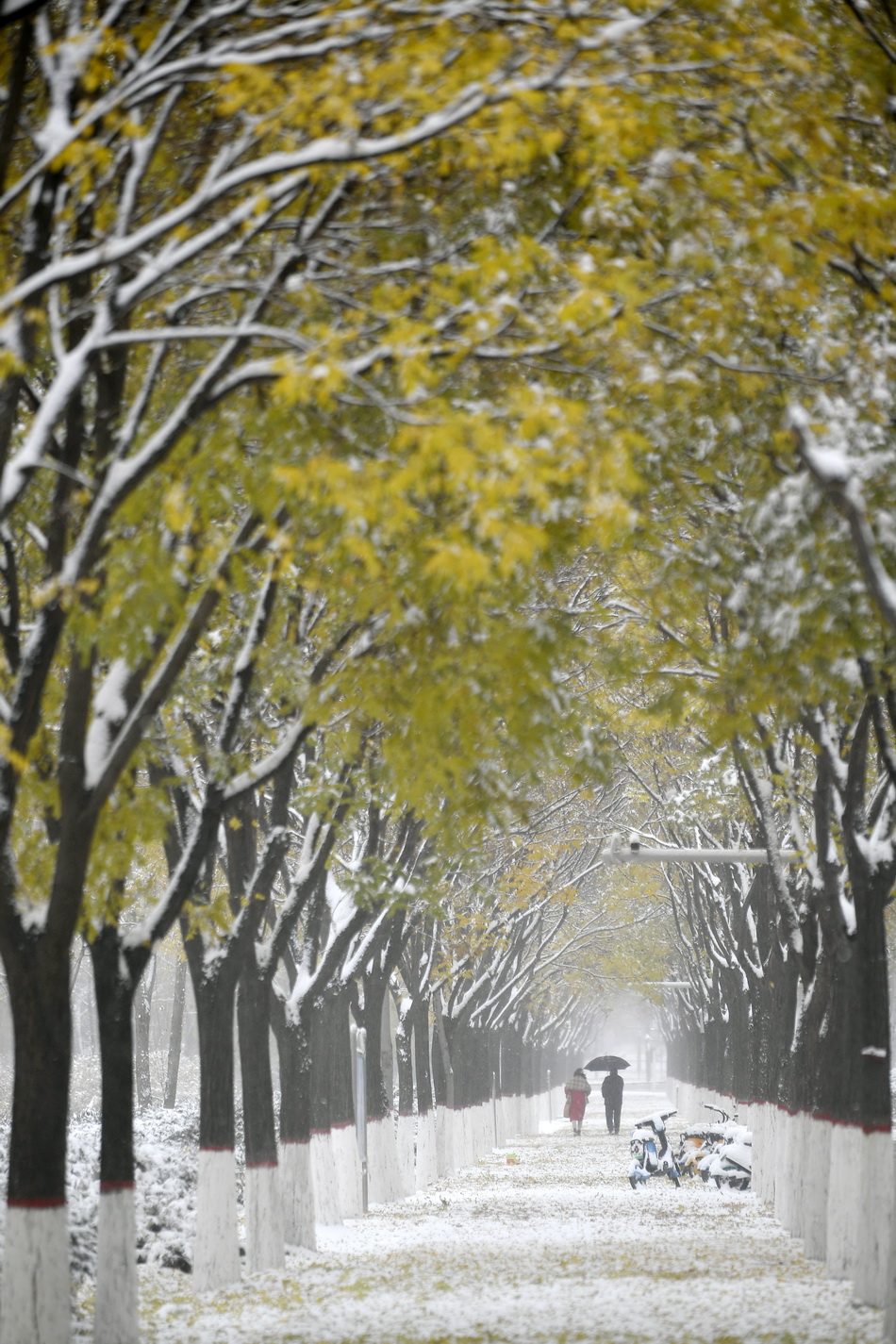 2021年11月6日,在银川市凤凰公园,市民在雪中漫步.