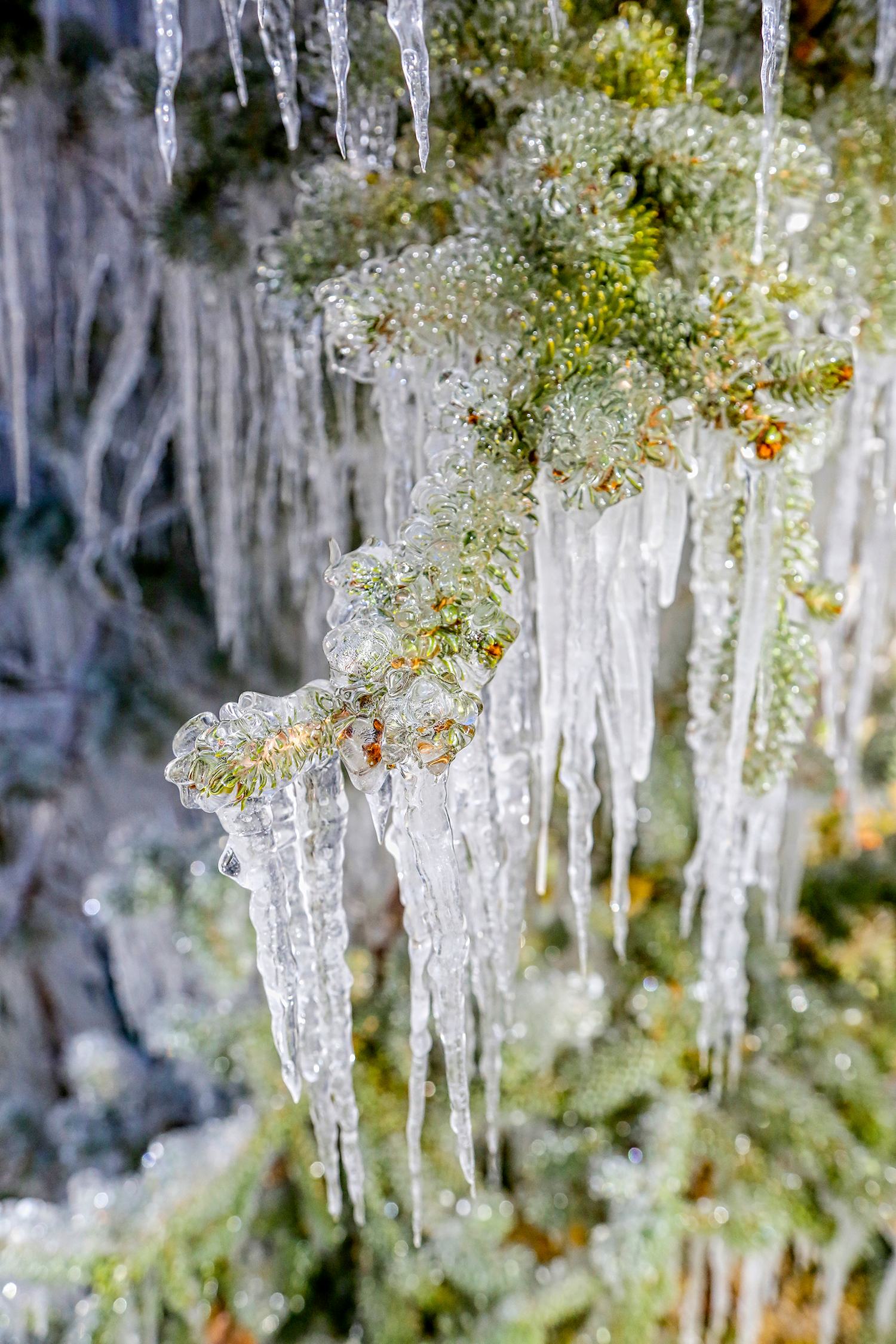 石嘴山:冰挂景观 惊艳冬日|冰挂|枝头|大武口_新浪新闻