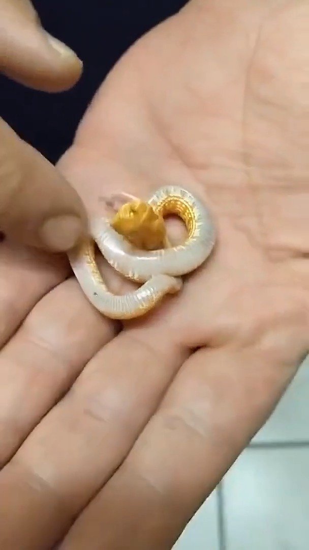 国外爬行动物养殖场里的蛇宝宝