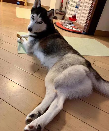 妹纸给长腿哈士奇拍了组照片,结果网友看后全脸红了:不忍直视!