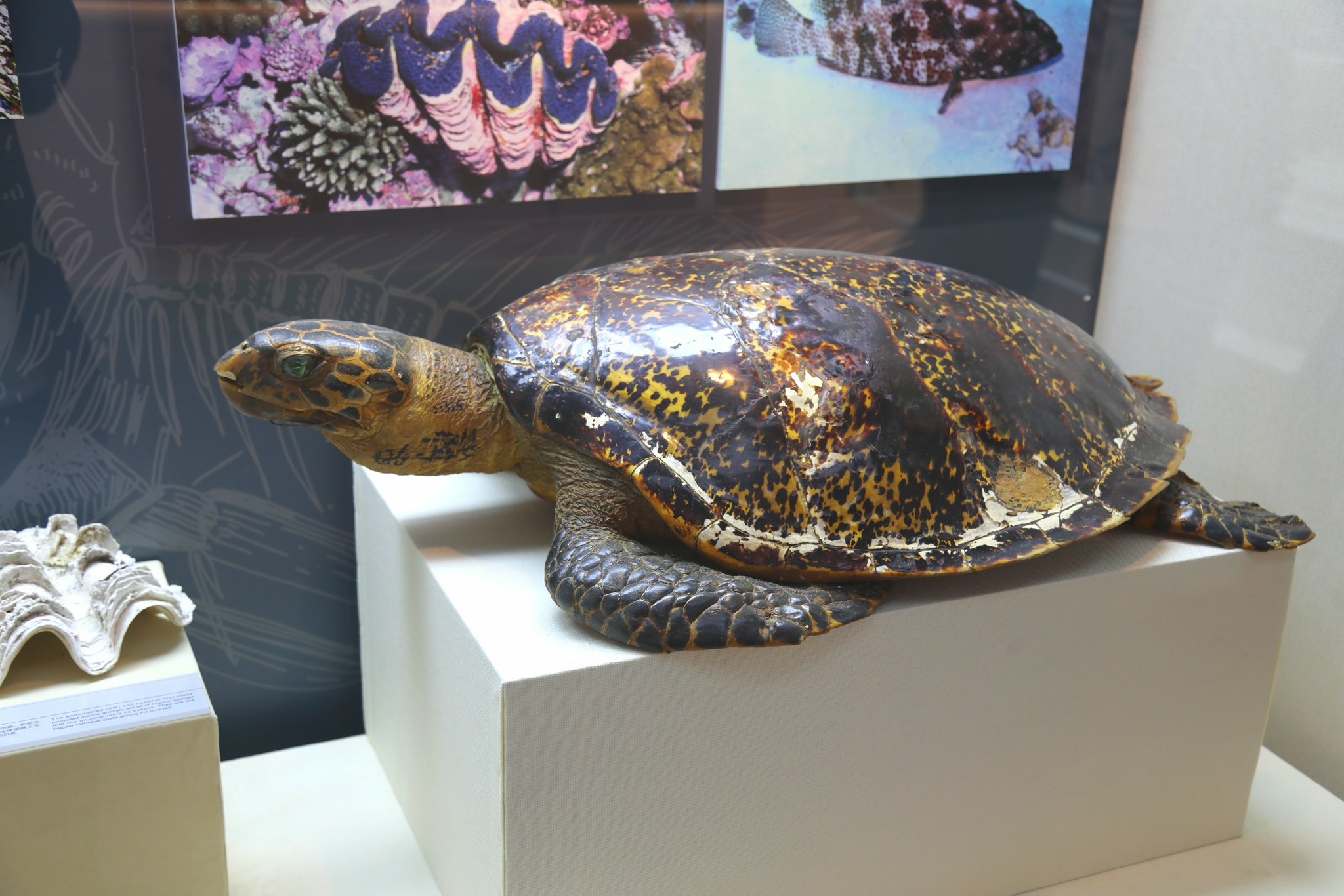 北极狼,玳瑁等珍贵标本约百种!中国航海博物馆海洋展区开幕|上海市_新