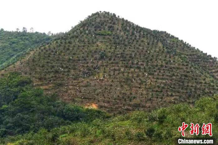 河源市连平县溪山镇康之顺油茶种植基地漫山遍野的油茶树 广东省林业局 供图