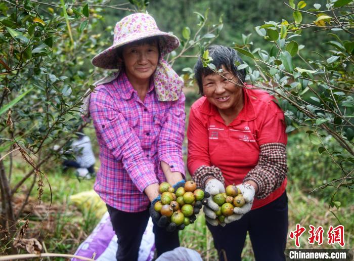 林农喜得丰收 广东省林业局 供图