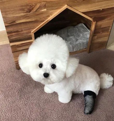 主人拿了个黑丝袜给狗子穿上,结果这一露脚,笑喷了!