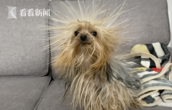 视频|汪星人被"电"后变身"海胆" 爆炸头造型笑翻主人|狗_新浪新闻