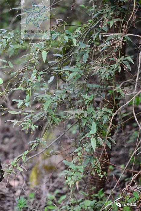 云南清风藤 落叶攀援木质藤本,长3-4m.