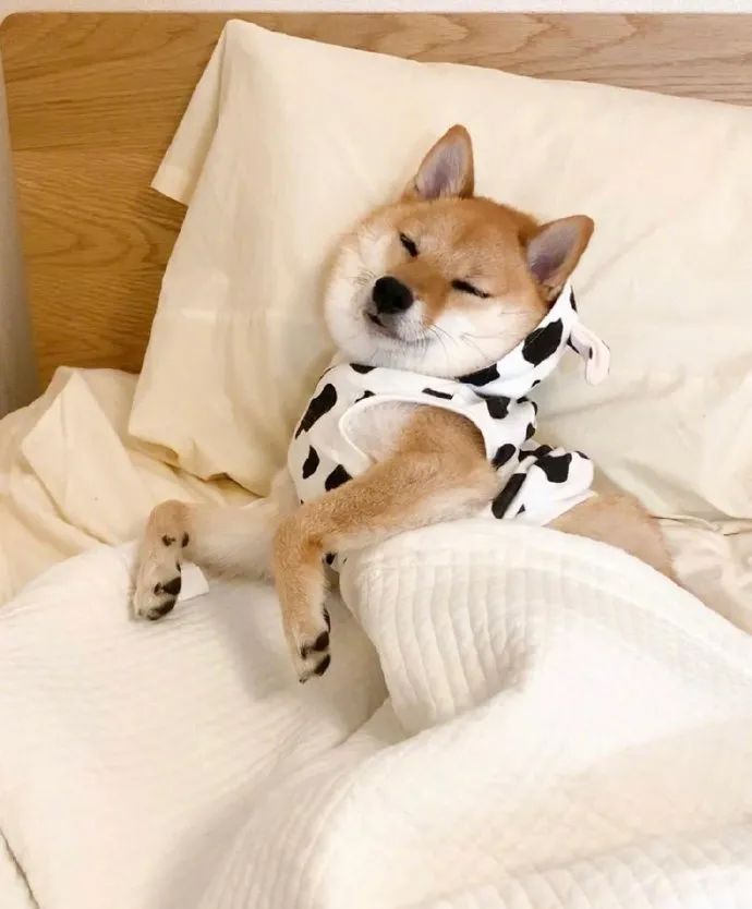 快来看柴柴睡觉图!给我萌得晕晕乎乎的!|规则|动力|微信_新浪新闻