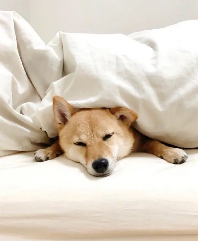 快来看柴柴睡觉图!给我萌得晕晕乎乎的!|规则|动力|微信_新浪新闻