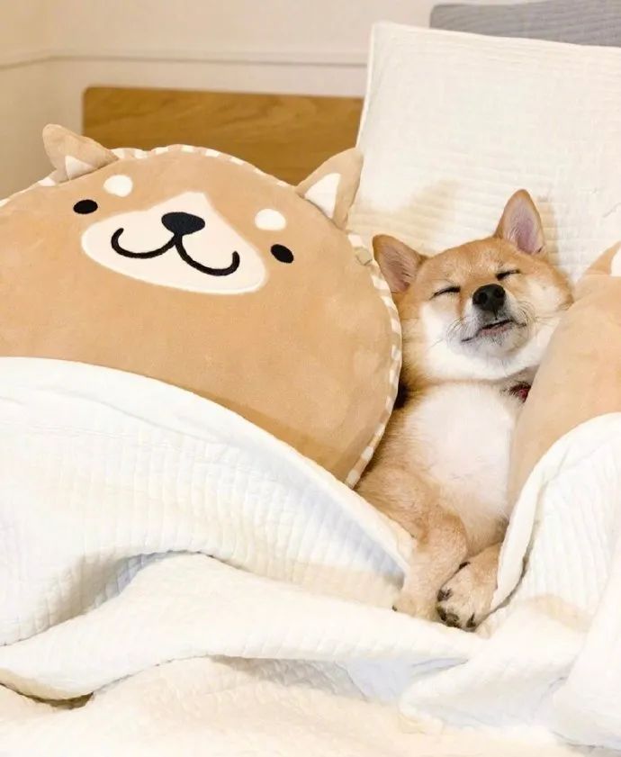 快来看柴柴睡觉图!给我萌得晕晕乎乎的!|规则|动力|微信_新浪新闻