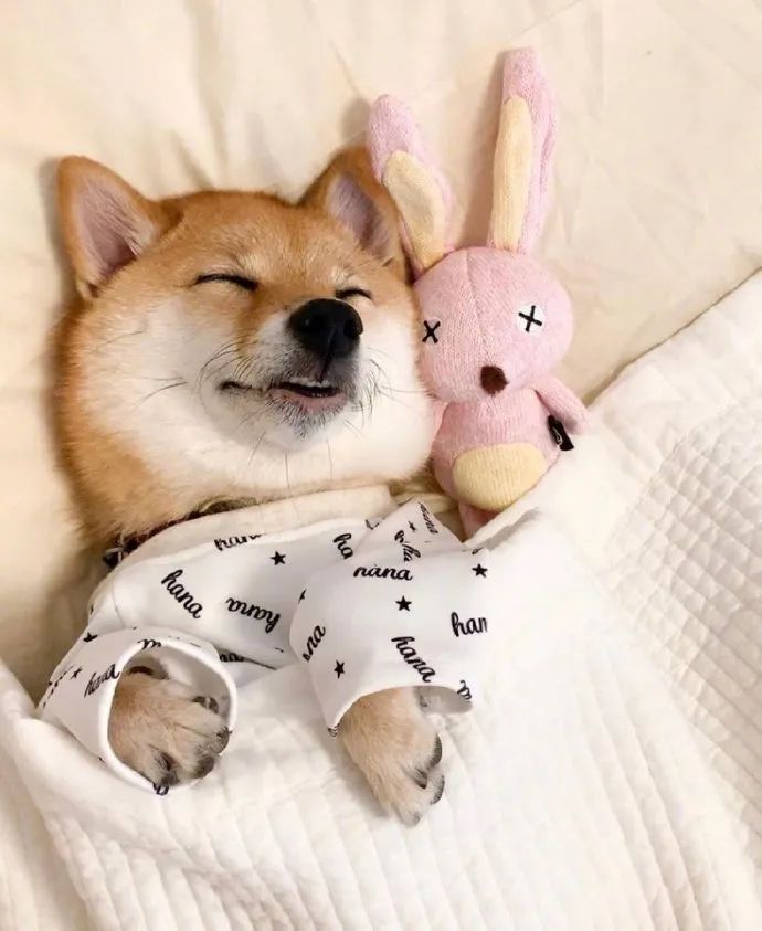 快来看柴柴睡觉图!给我萌得晕晕乎乎的!|规则|动力|微信_新浪新闻