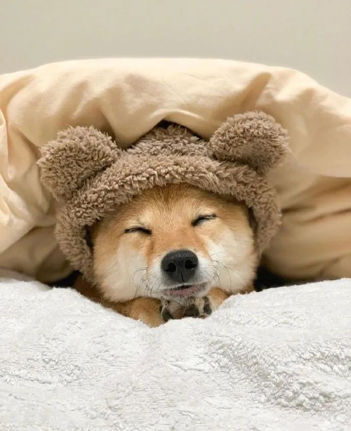 快来看柴柴睡觉图给我萌得晕晕乎乎的