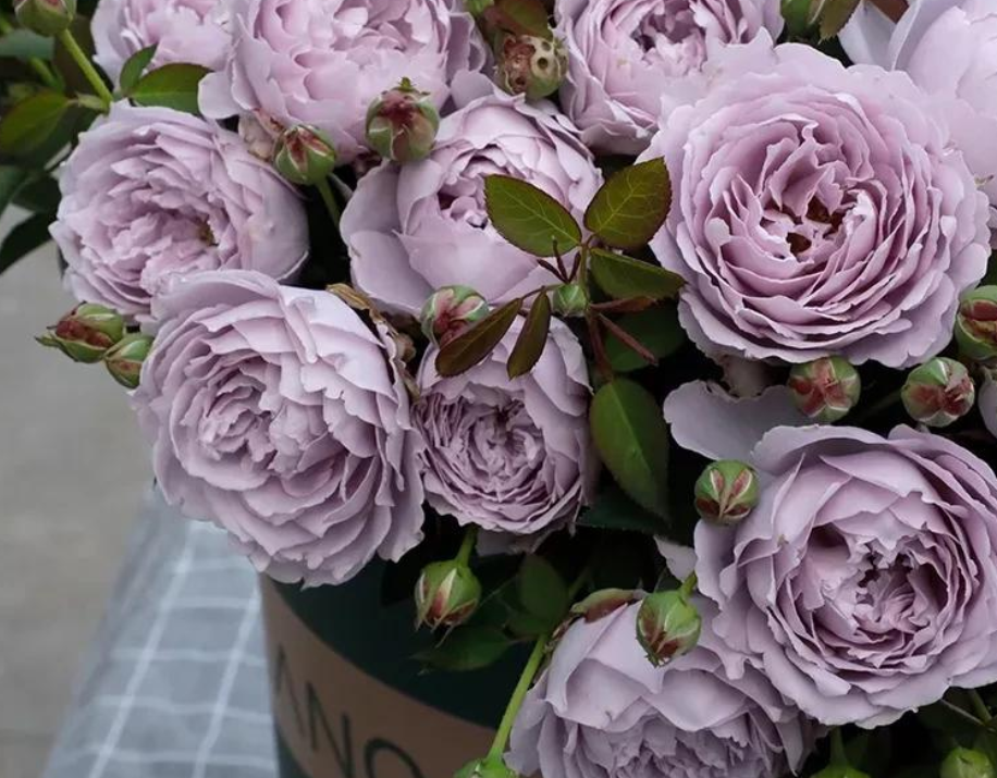 蓝色系灌木月季青金石,盆栽多注意这些细节,花多到压弯枝头|青金石|月