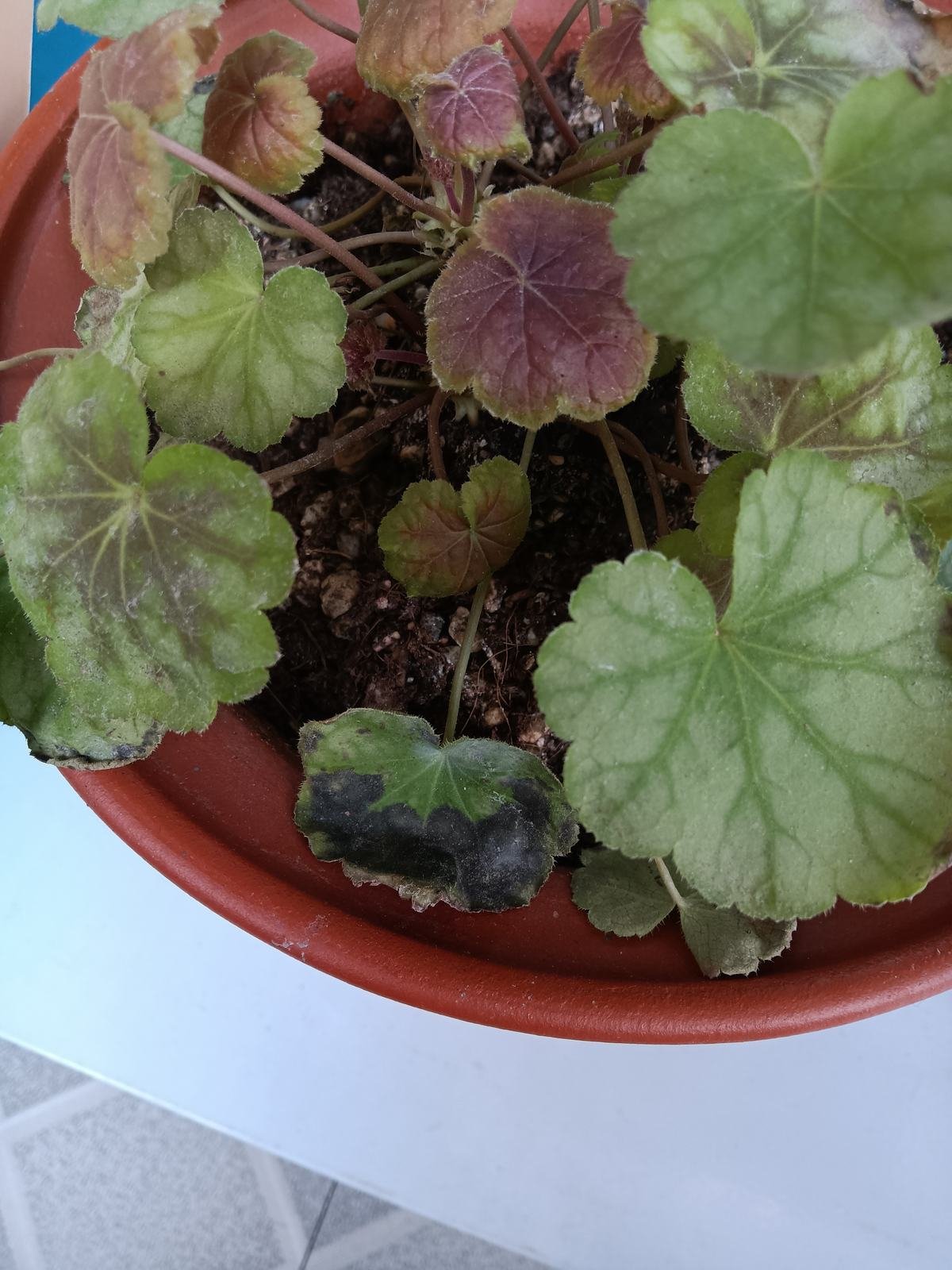 矾根植物界的"水彩画",零下30度冻不死,阳台也变小花园|植物界|水彩画