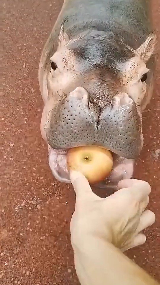 河马吃苹果原来是这个样子哒