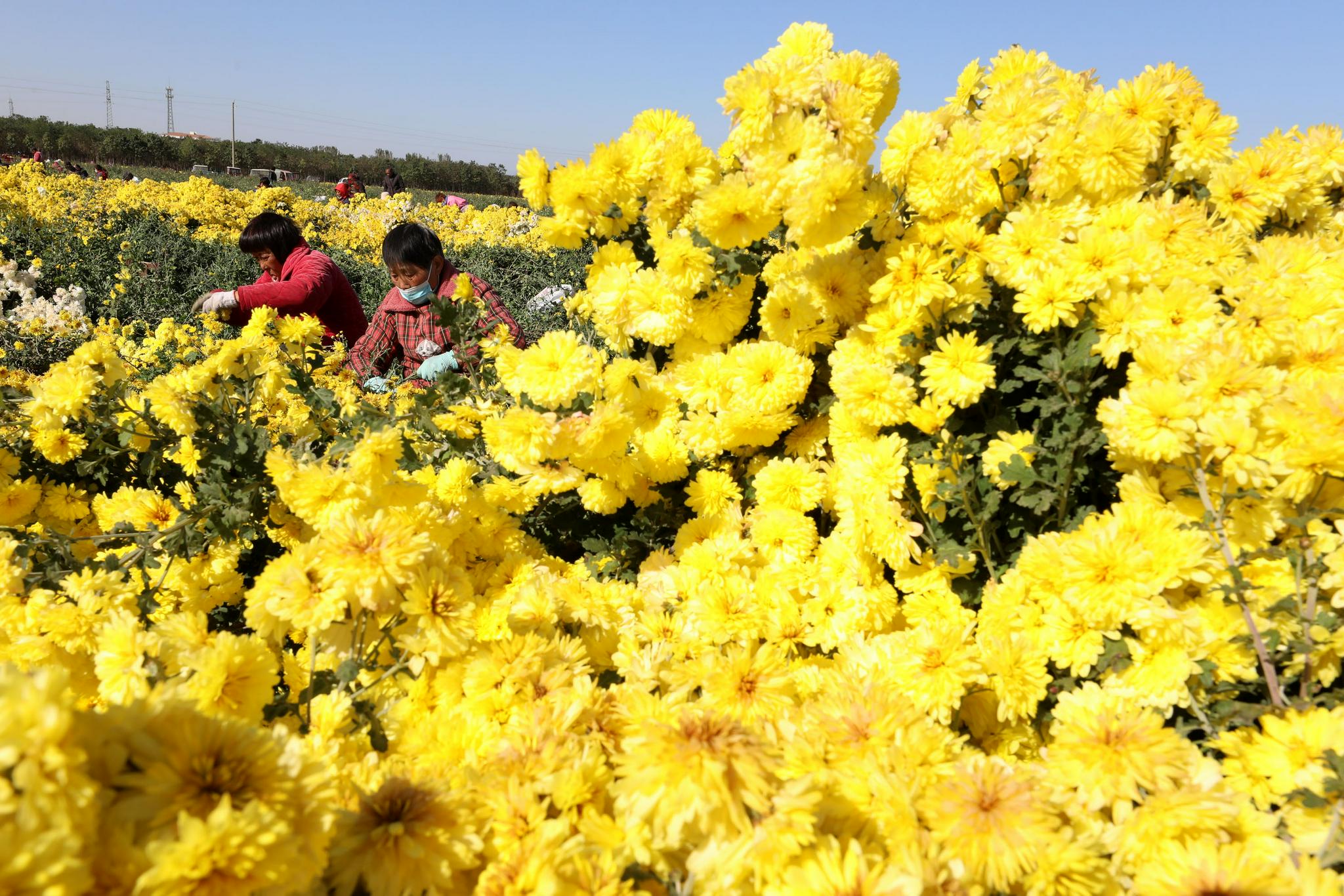 11月10日,温县武德镇徐堡村村民在采收怀菊花(无人机照片).