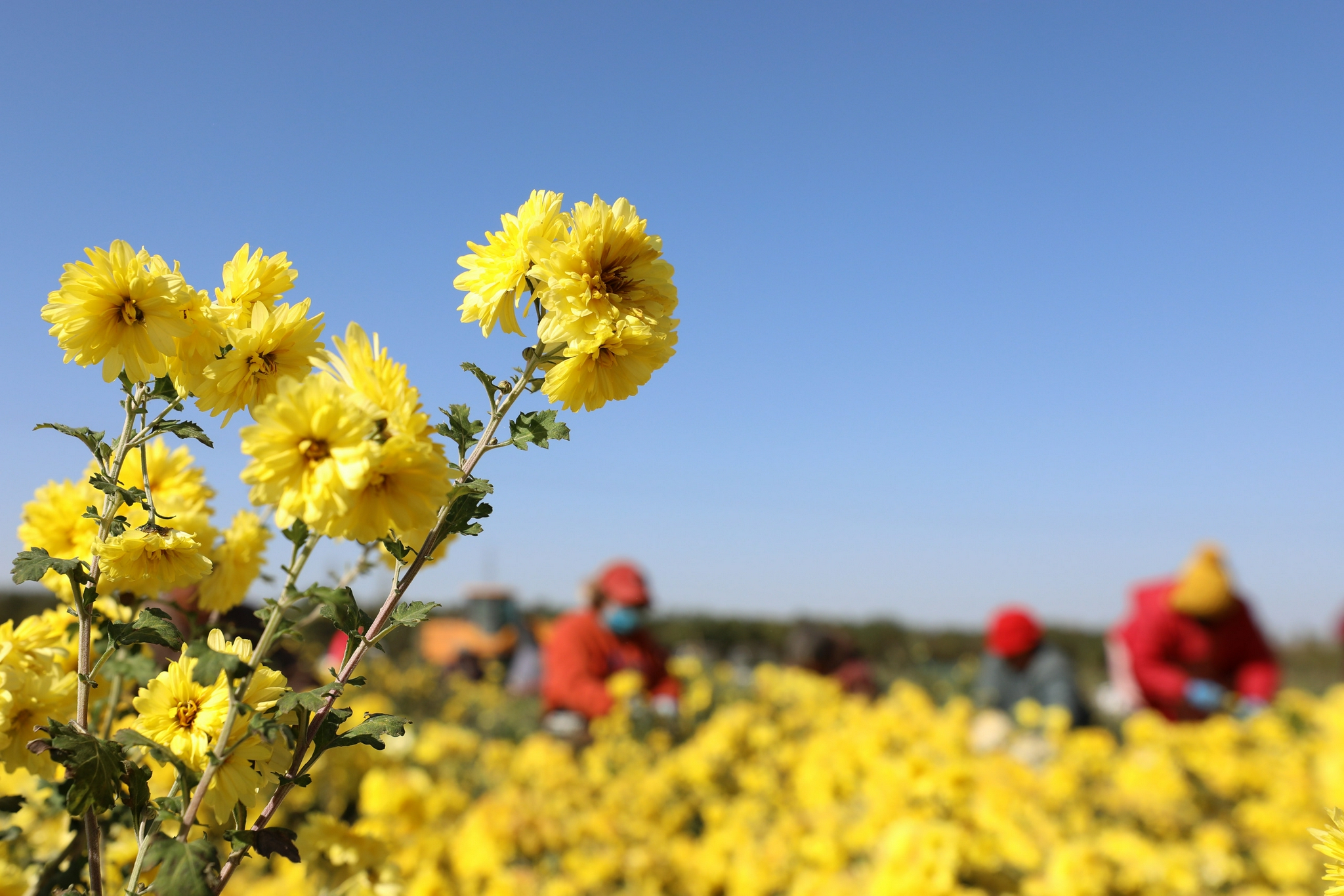 11月10日,温县武德镇徐堡村村民在采收怀菊花.