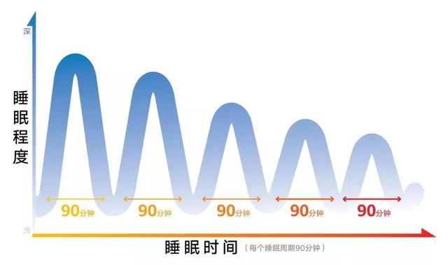 在这8小时里,科学家通过对人们睡觉时的脑电图进行分析,把睡眠划分为