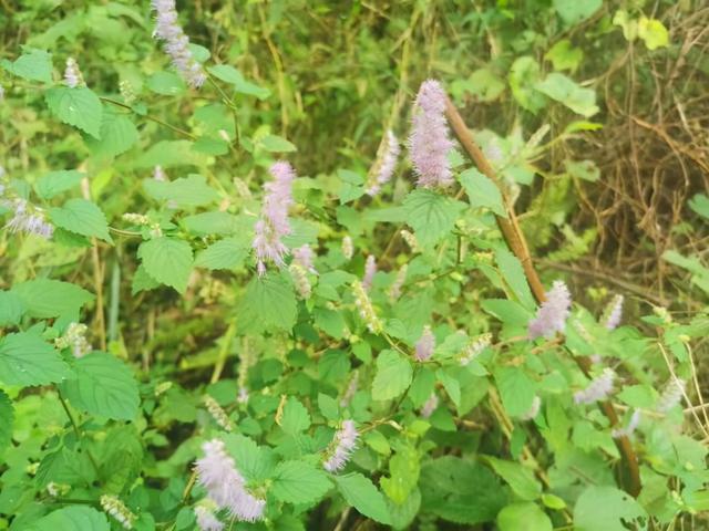 它叫"牙刷草",真的能"刷"去口臭,还能祛湿,消胃胀!