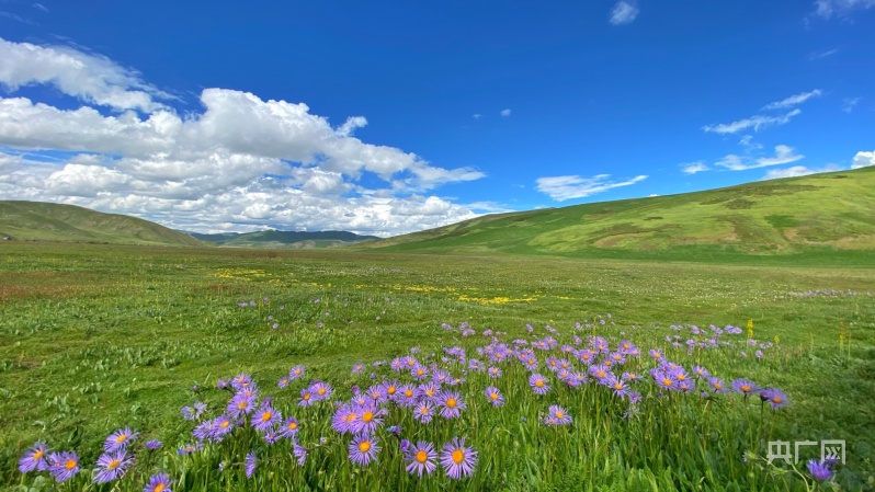 三江源国家公园盛夏的草原 （央广网记者樊永涛摄）