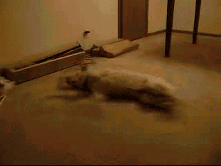 320_240gif 动态图 动图