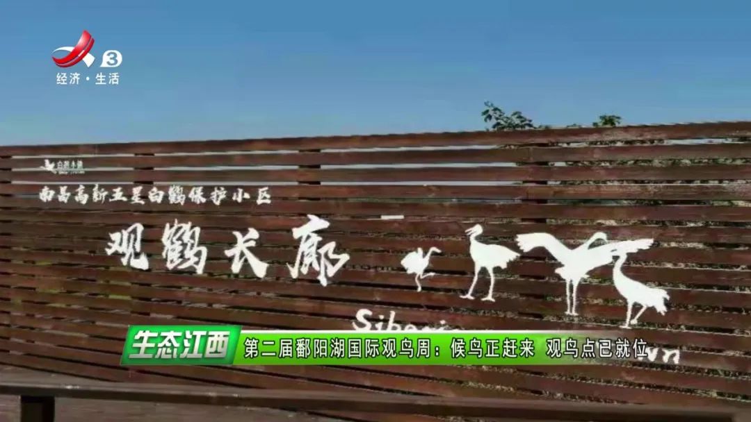 生态江西候鸟飞国际观鸟周观鸟点上好精彩
