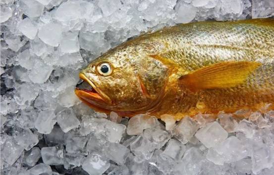 1斤卖5000块！舟山渔民3天捕获171尾野生大黄鱼，为何这么值钱？休闲区蓝鸢梦想 - Www.slyday.coM