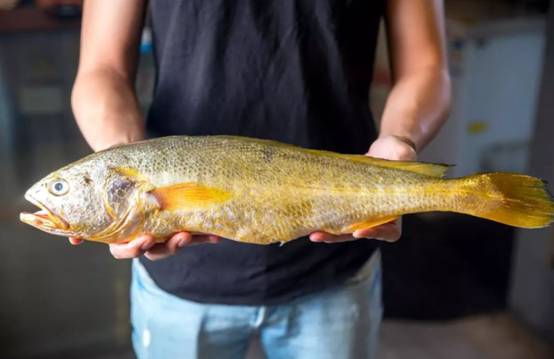 1斤卖5000块！舟山渔民3天捕获171尾野生大黄鱼，为何这么值钱？休闲区蓝鸢梦想 - Www.slyday.coM