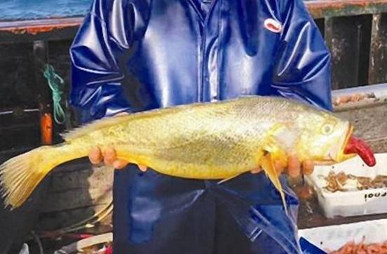 1斤卖5000块！舟山渔民3天捕获171尾野生大黄鱼，为何这么值钱？休闲区蓝鸢梦想 - Www.slyday.coM