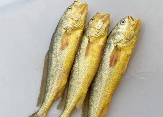 1斤卖5000块！舟山渔民3天捕获171尾野生大黄鱼，为何这么值钱？休闲区蓝鸢梦想 - Www.slyday.coM