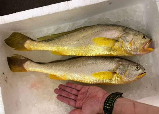 1斤卖5000块！舟山渔民3天捕获171尾野生大黄鱼，为何这么值钱？休闲区蓝鸢梦想 - Www.slyday.coM