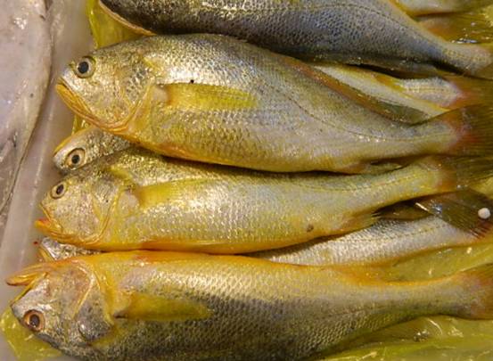 1斤卖5000块！舟山渔民3天捕获171尾野生大黄鱼，为何这么值钱？休闲区蓝鸢梦想 - Www.slyday.coM