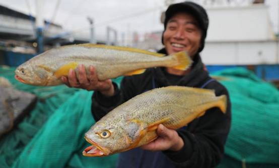 1斤卖5000块！舟山渔民3天捕获171尾野生大黄鱼，为何这么值钱？休闲区蓝鸢梦想 - Www.slyday.coM