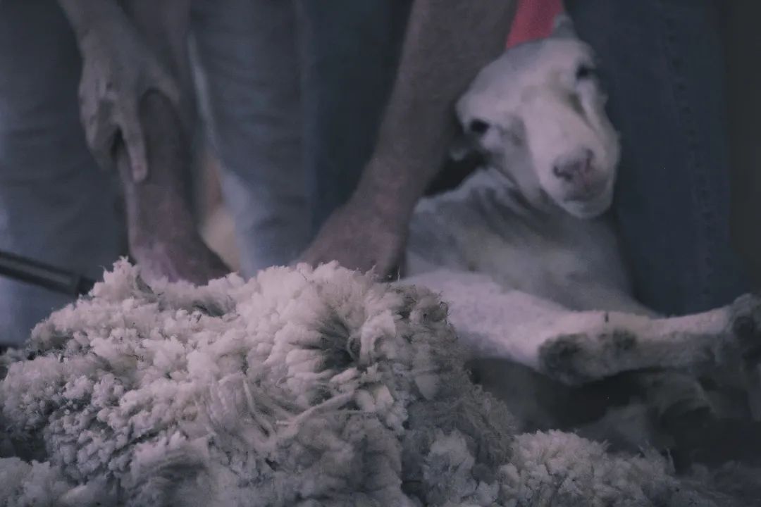 想薅一把“双11”的羊毛，没想到自己成了“羊毛”休闲区蓝鸢梦想 - Www.slyday.coM