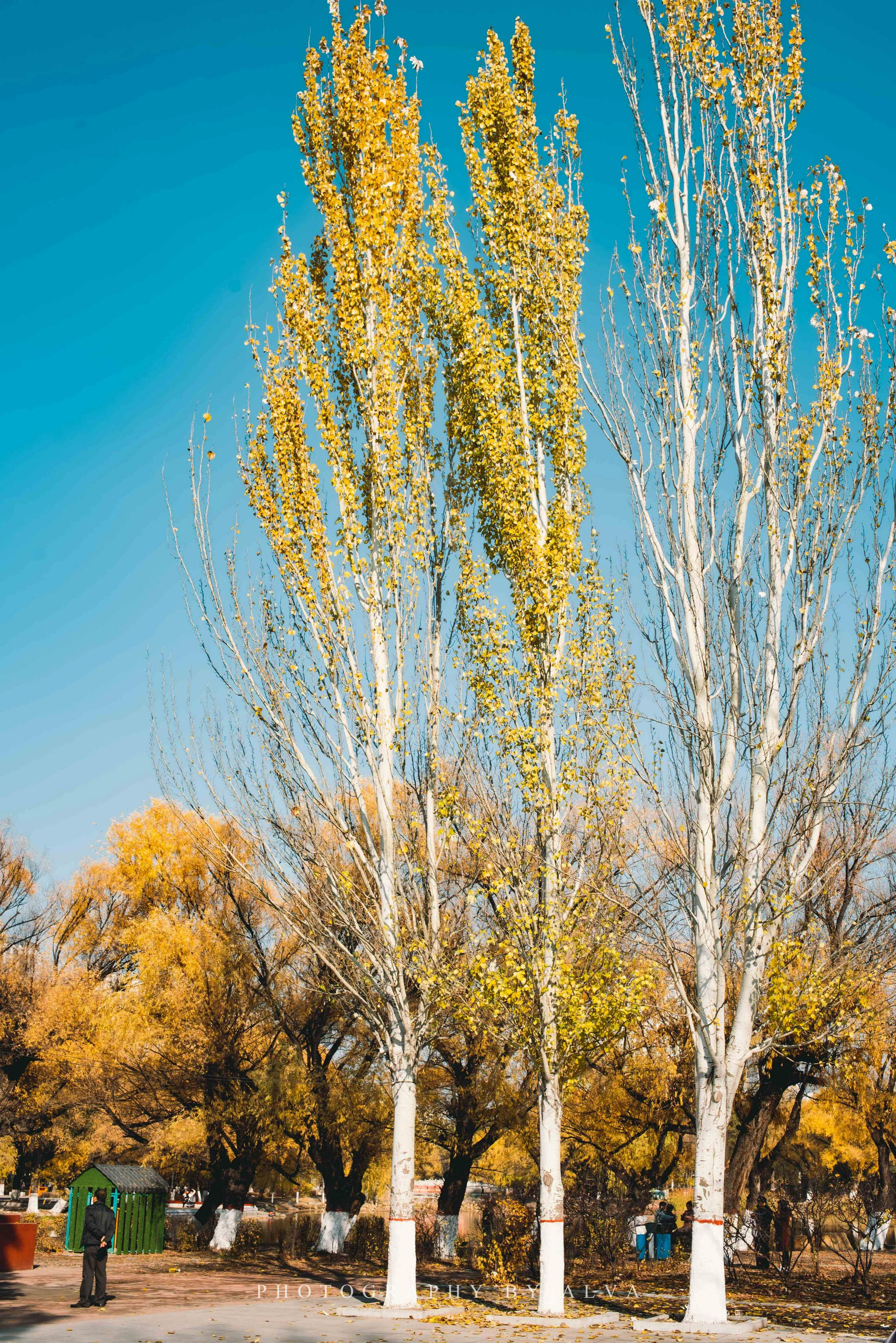 城市漫游指南呼和浩特晚秋时分的青城