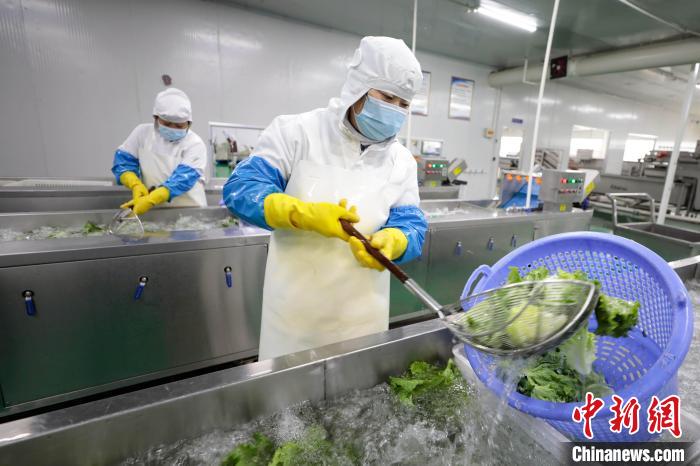 图为在合作社净菜加工车间,工作人员对蔬菜进行清洗. 宋敏涛 摄