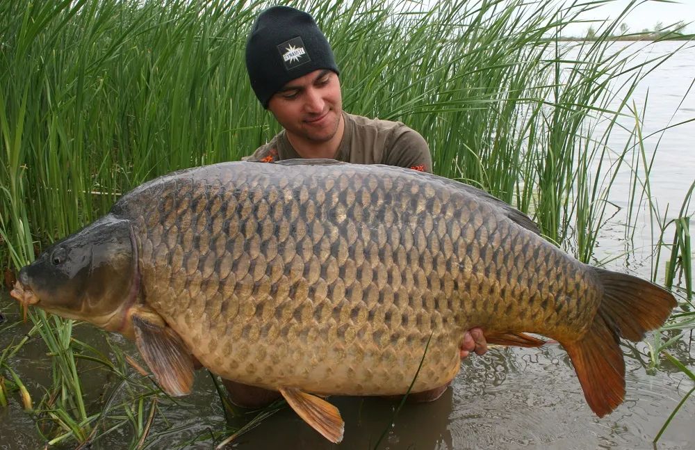 长江鱼最重可达1000公斤黄河中最大的鱼有多重能有300斤吗