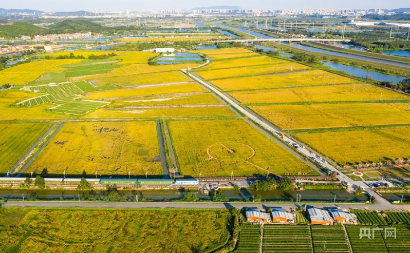 60秒瞰湾区航拍珠三角万亩稻田