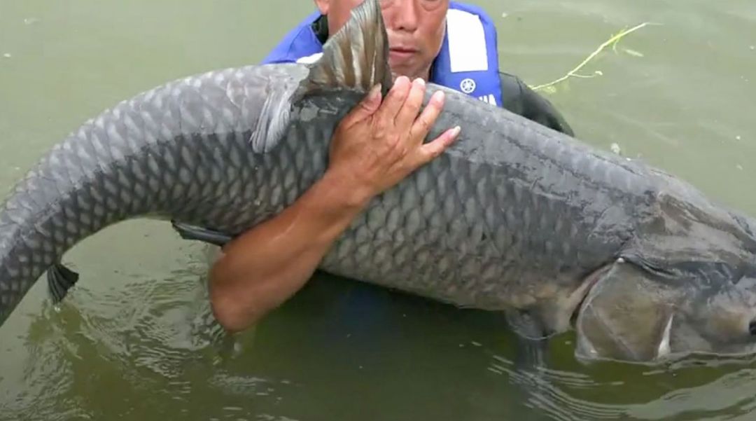 长江鱼最重可达1000公斤黄河中最大的鱼有多重能有300斤吗