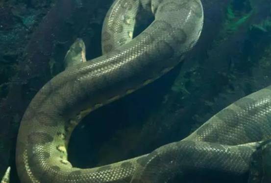 悬赏5万美金寻找9米巨蟒,100年过去了,为何还没人获得酬金?休闲区蓝鸢梦想 - Www.slyday.coM 悬赏5万美金寻找9米巨蟒,100年过去了,为何还没人获得酬金?休闲区蓝鸢梦想 - Www.slyday.coM