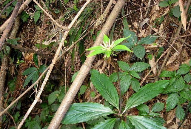 毒蛇克星——七叶一枝花!|七叶一枝花|樵夫|植物_新浪新闻