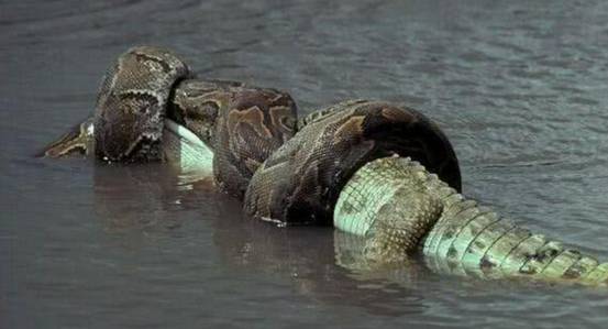 悬赏5万美金寻找9米巨蟒,100年过去了,为何还没人获得酬金?休闲区蓝鸢梦想 - Www.slyday.coM 悬赏5万美金寻找9米巨蟒,100年过去了,为何还没人获得酬金?休闲区蓝鸢梦想 - Www.slyday.coM