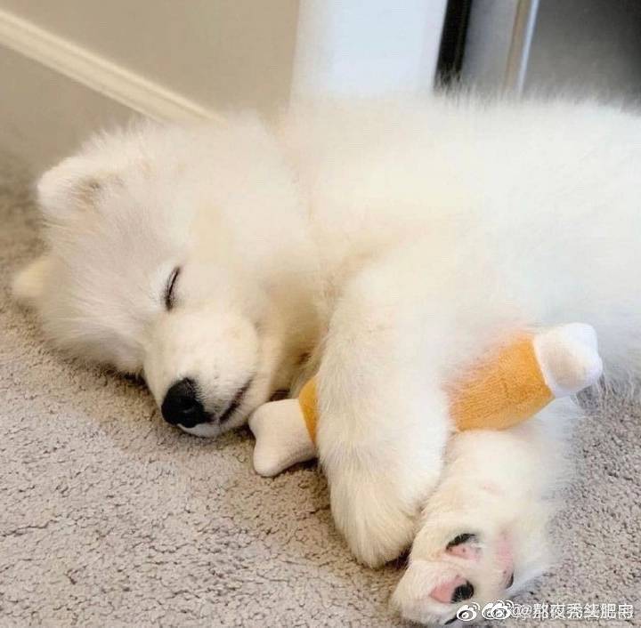 一些没睡醒的狗狗|狗_新浪新闻