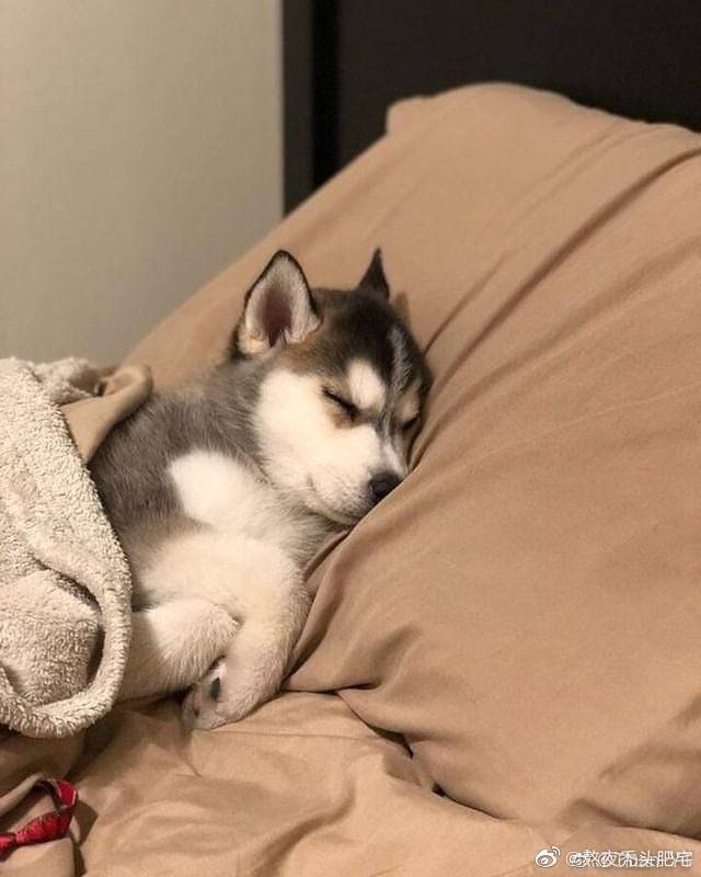 一些没睡醒的狗狗|狗_新浪新闻