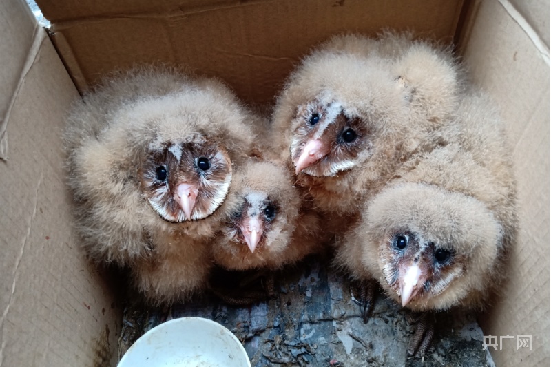 国家二级保护动物猴面鹰雏鸟获救记