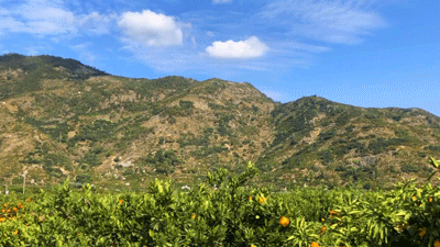 ▲生长在山上的桔子林