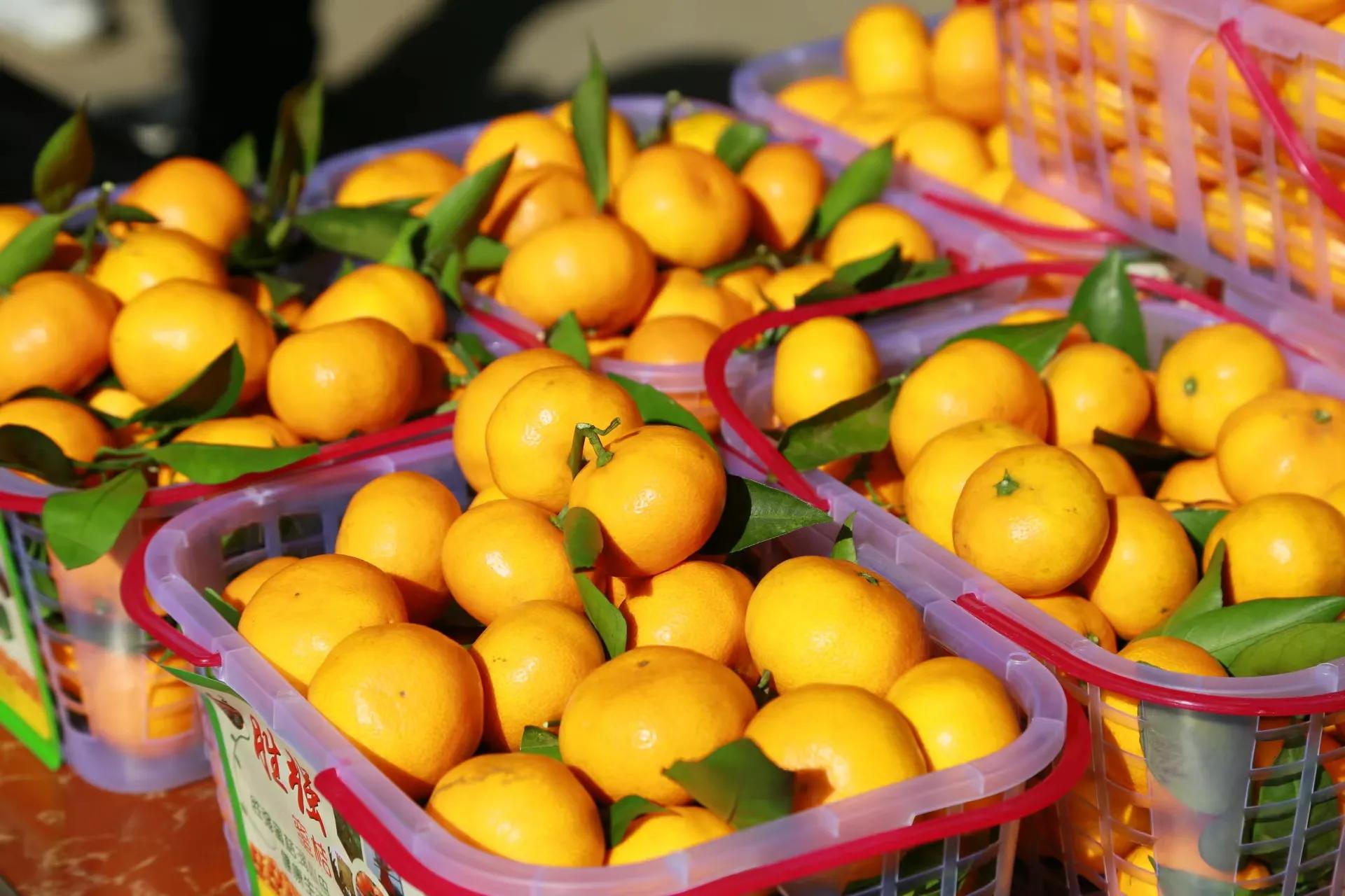 陕西果业产区行走进城固—张骞故里 神奇桔乡 汉中城固 水果飘香