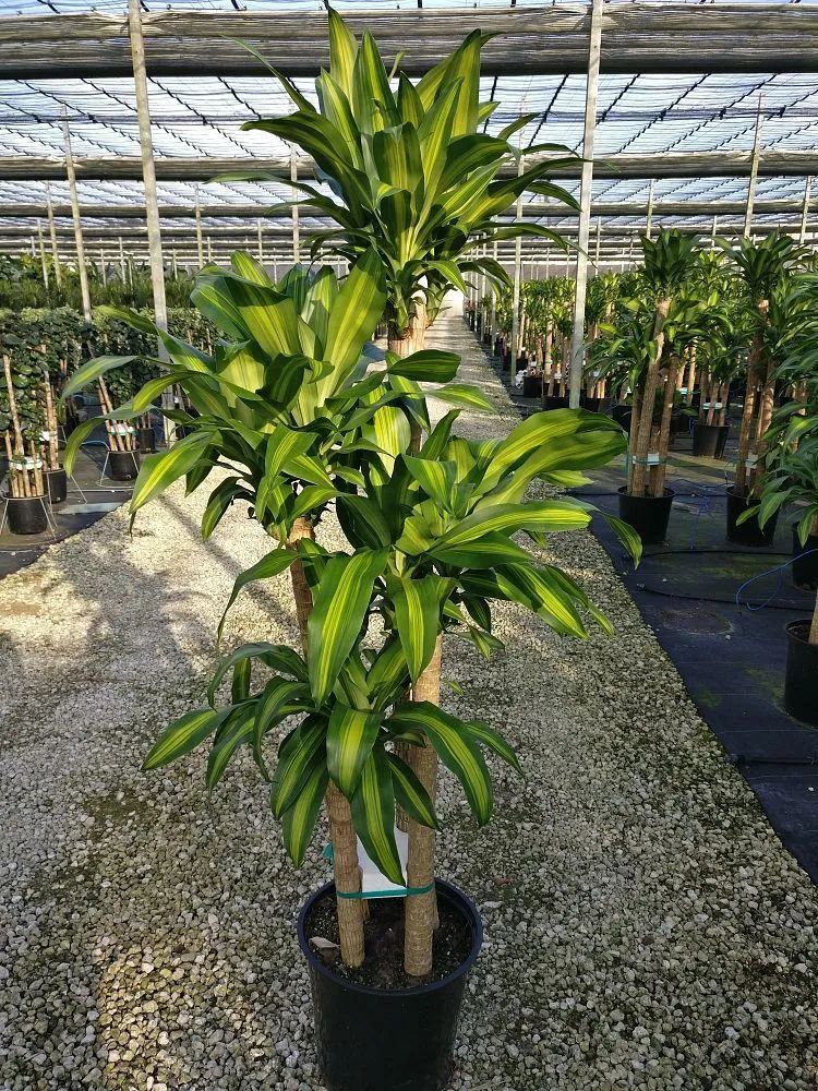 特别受欢迎的9种室内大型绿植,要根据自己的环境选择品种|盆栽|植株