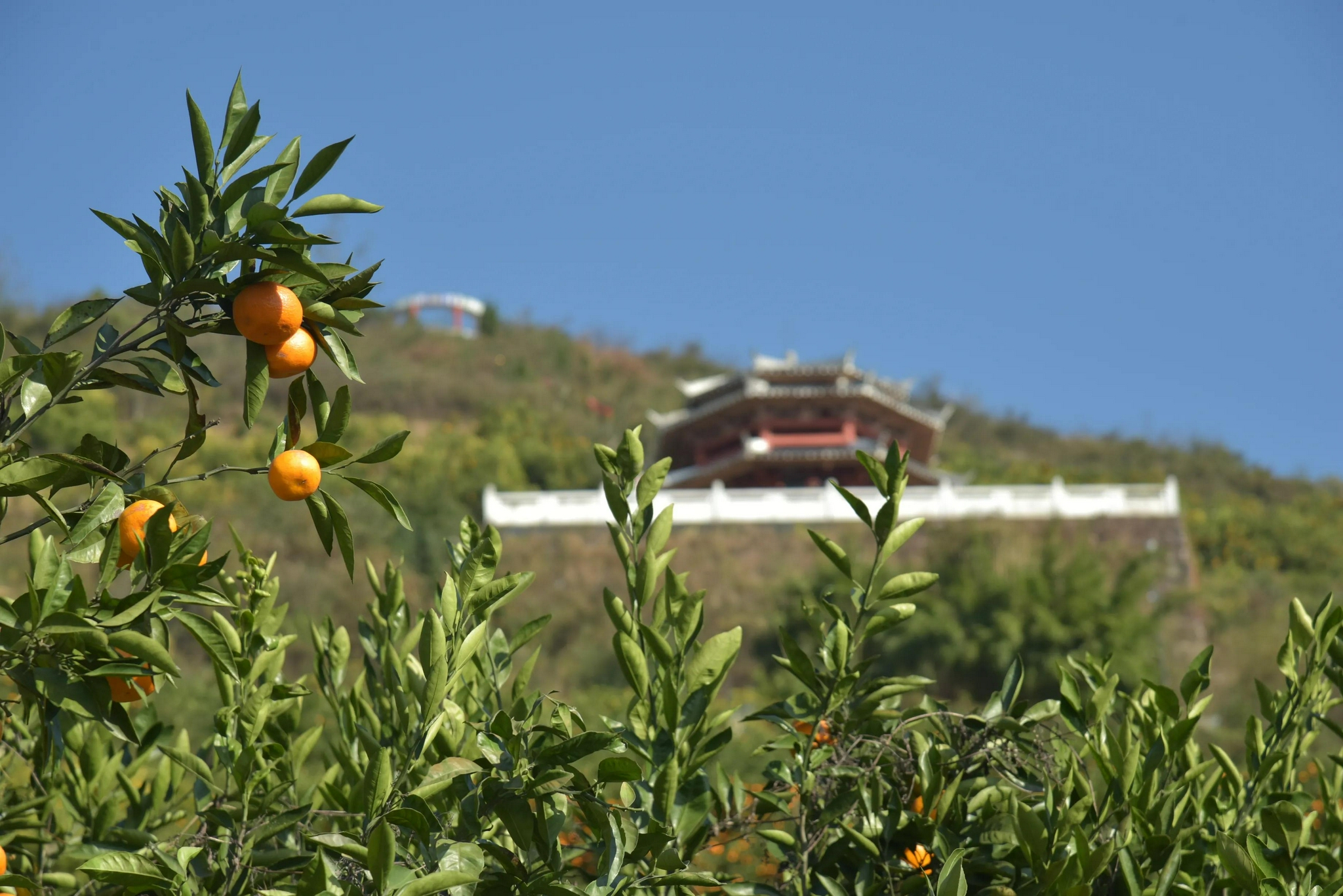 桔园景区2100多年前,西汉著名外交家,探险家张骞(今陕西汉中城固人)奉