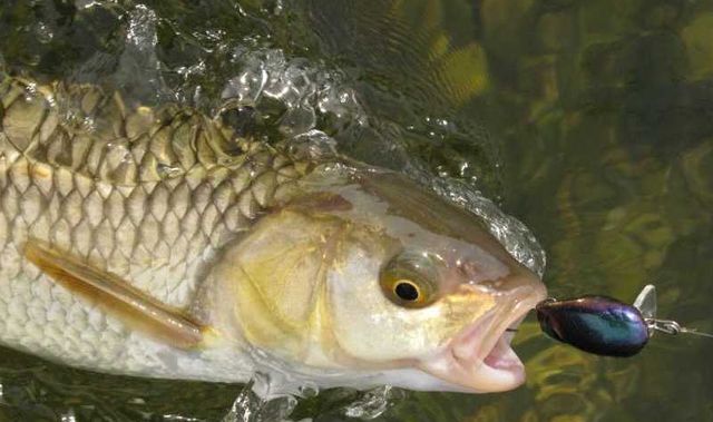 浮漂调钓中的一个难题,顿口不明显是什么原因?休闲区蓝鸢梦想 - Www.slyday.coM